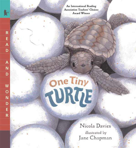 informational read alouds one tiny turtle